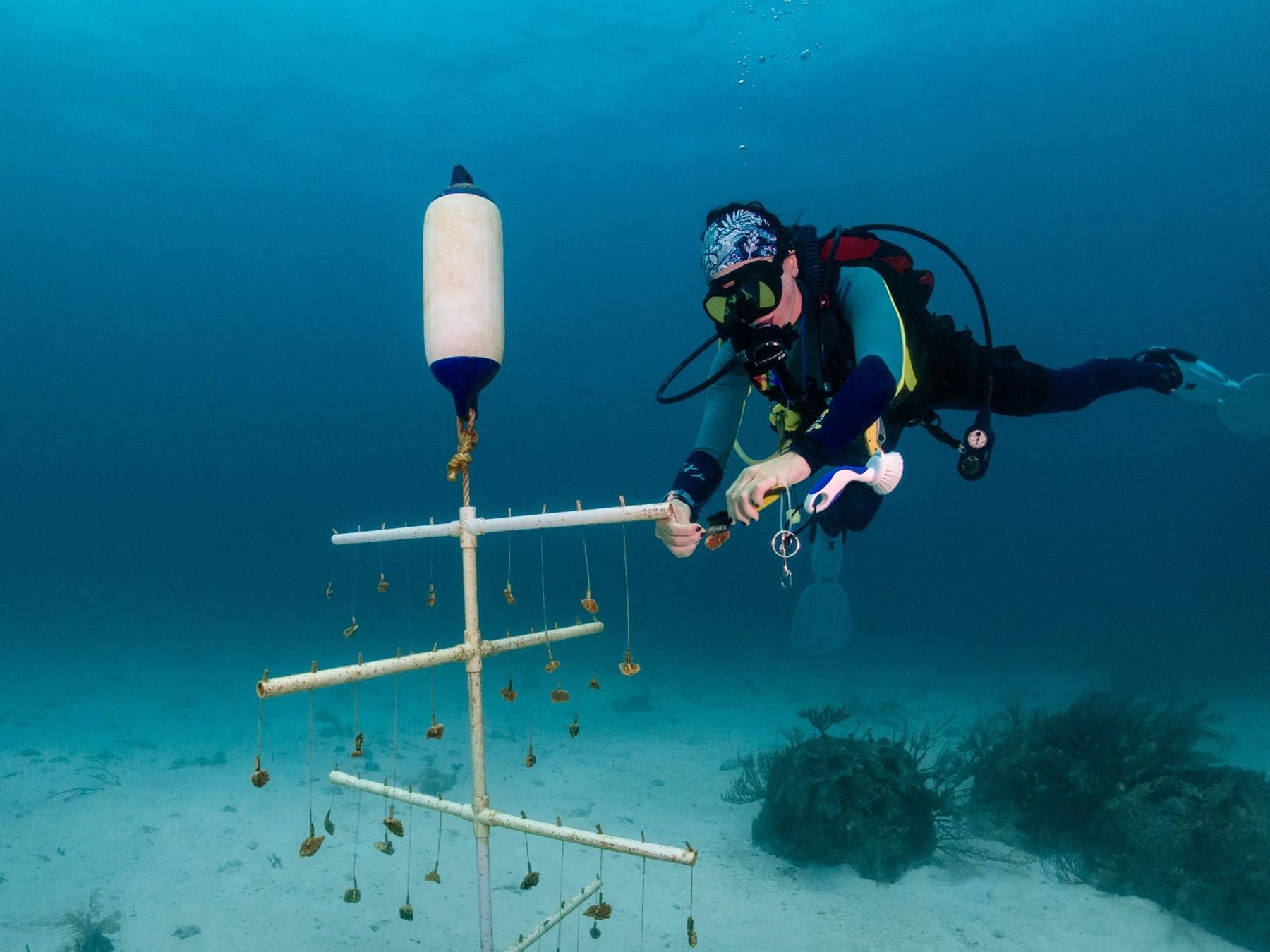 Conservation diver monitoring a coral nursery structure