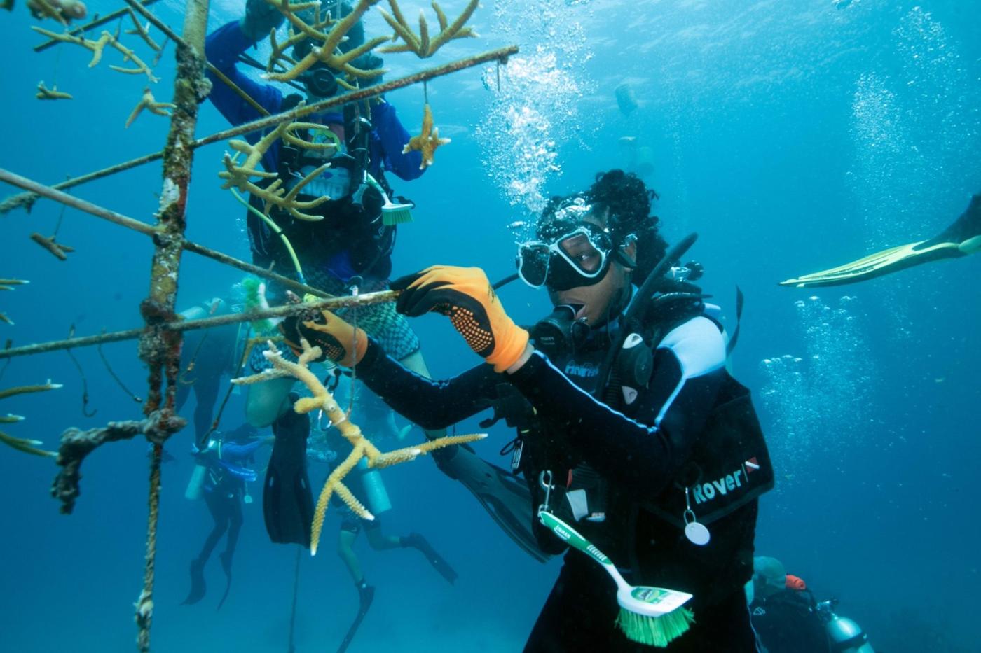 Youth conservation diver restoring coral underwater